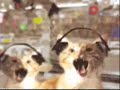 Head Bopping Kitties
