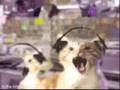 Head Bopping Kitties