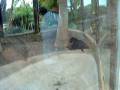 videos de Jungle park tenerife5.AVI