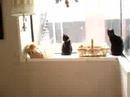 Rescue Centre Kittiesssss Rescue Centre Kittiesssss