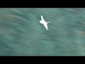 Hobby Lobby F16 VS. E-Flite F16- Watch in high quality