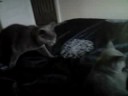 Wafer Cat and Waky Kitten British Shorthairs Fighting