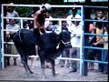 JARIPEO( TOROS Y VALIENTES )
