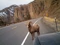 bighorn sheep up northfork bighorn sheep up northfork