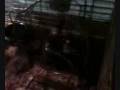 videos de octodon