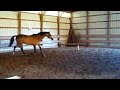 pony over a small cavaletti