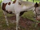 STOP HORSE ABUSE!