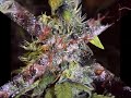 i got f*ucked up one night and since i make beats and i 