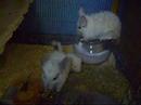 CHINCHILLAS CHINCHILLAS