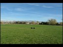 Merill Park Fetch Merill Park Fetch