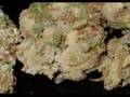 Amsterdam Ganja