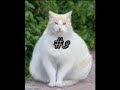 The 5 Fattest Cats in the World The 5 Fattest Cats in the World