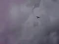 Pair of Saker falcons, Mongolia Pair of Saker falcons, Mongolia
