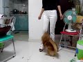 Record breaking jumping dog