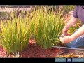 How to Prune Irises How to Prune Irises