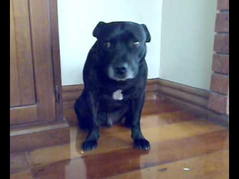 staffy