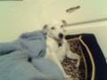 videos de Minky D-Lux nite nite