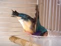 blue gouldian finch