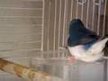 blue gouldian finch