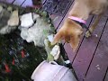 Bella chases frog Bella chases frog