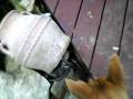 Bella chases frog