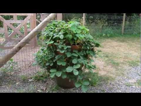 how to grow strawberries in a pot