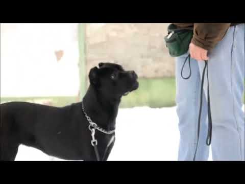 cane corso