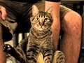 Mean Kitty - Editor's Assistant 8.1.09