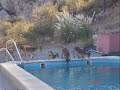 LA CARA OCULTA DEL AVE-PLATAFORMAPROMANANTIALES