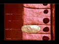 Functions of Cilia and Goblet Cells - CSTSGLOBAL