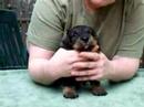Baby Tuffy