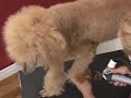 Poodle Dog Grooming : Holding a Poodle\