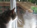Ace, \"chattering\" at the birds