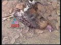 Cock Fight-Kannadi Archives