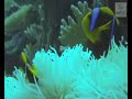 How corals lose their colour How corals lose their colour
