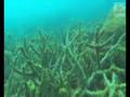 How corals lose their colour