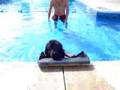 Magoo-Swimming-Summe