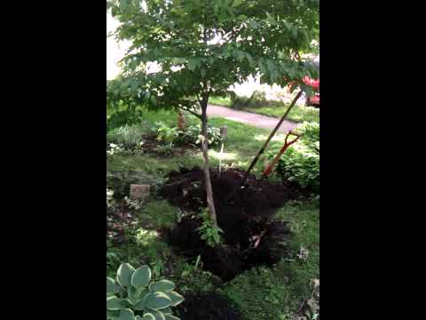 how to replant yard