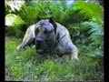 presas   cuco guapo kunta sambra yaisa