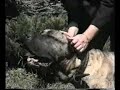 presas - Cuco, Guapo, Kunta, Sambra, Yaisa