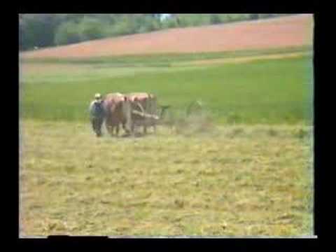 HAY TEDDING WITH THE OXEN : REAL ...