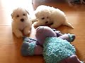 Tired Bichon Frise puppies at 6 weeks old
