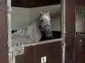 ILPH - Horse Welfare Charity Introduction Movie