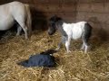 Our last 2008 foal - Having fun!