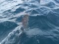 Sailtime Channel Islands Dolphin Experience