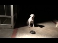 Dinner Time for Buddy, Pure Bred Male Labrador