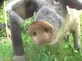 Windyreef DVD teaser