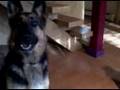 German Sheperd