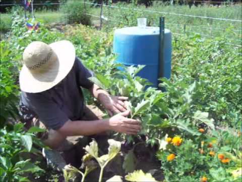 how to harvest japanese eggplant