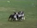 dogs-watching-tv.html